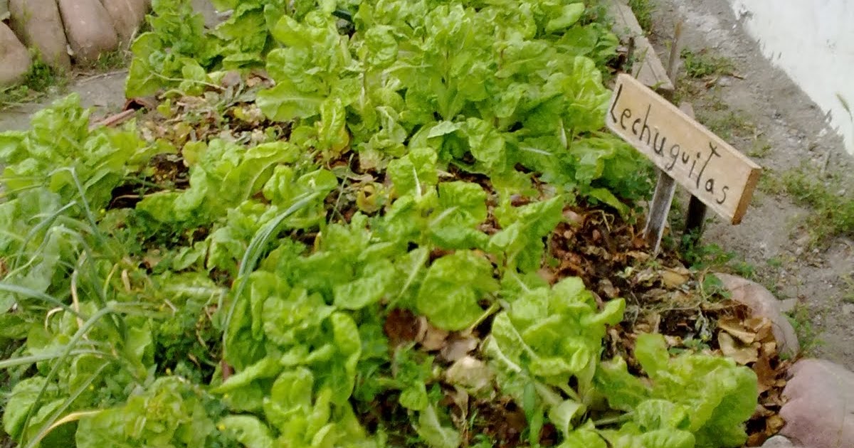 La Huertita de Tetuán: Bienvenidos a la Huerta!!!!